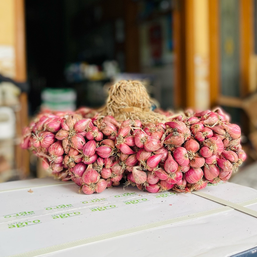 

Bawang Merah Bauci Nganjuk Baru Cabut (Ombyokan & Pritilan)