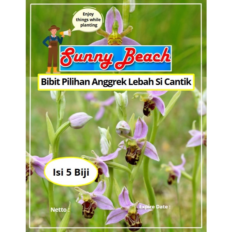Bibit Pilihan Bunga Anggrek Lebah Sicantik | Biji Benih Bunga Anggrek Lebah Sicantik | Bunga Anggrek