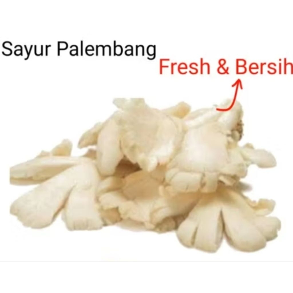 

JAMUR TIRAM - Palembang