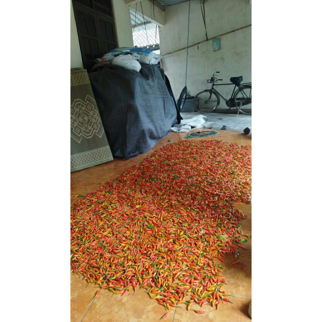 

cabai rawit ori langsung dari petani 50 ribu per kg