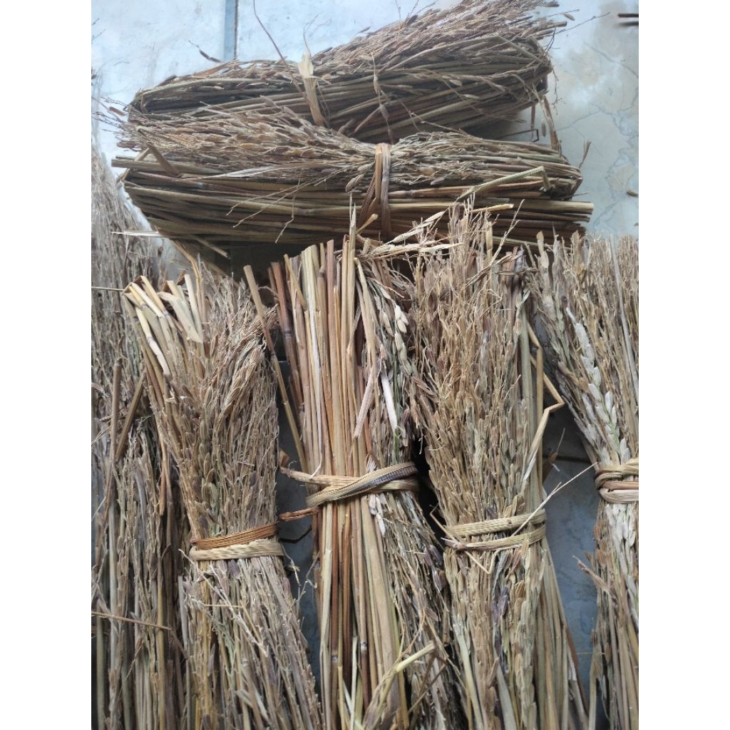 merang jerami padi ketan hitam asli