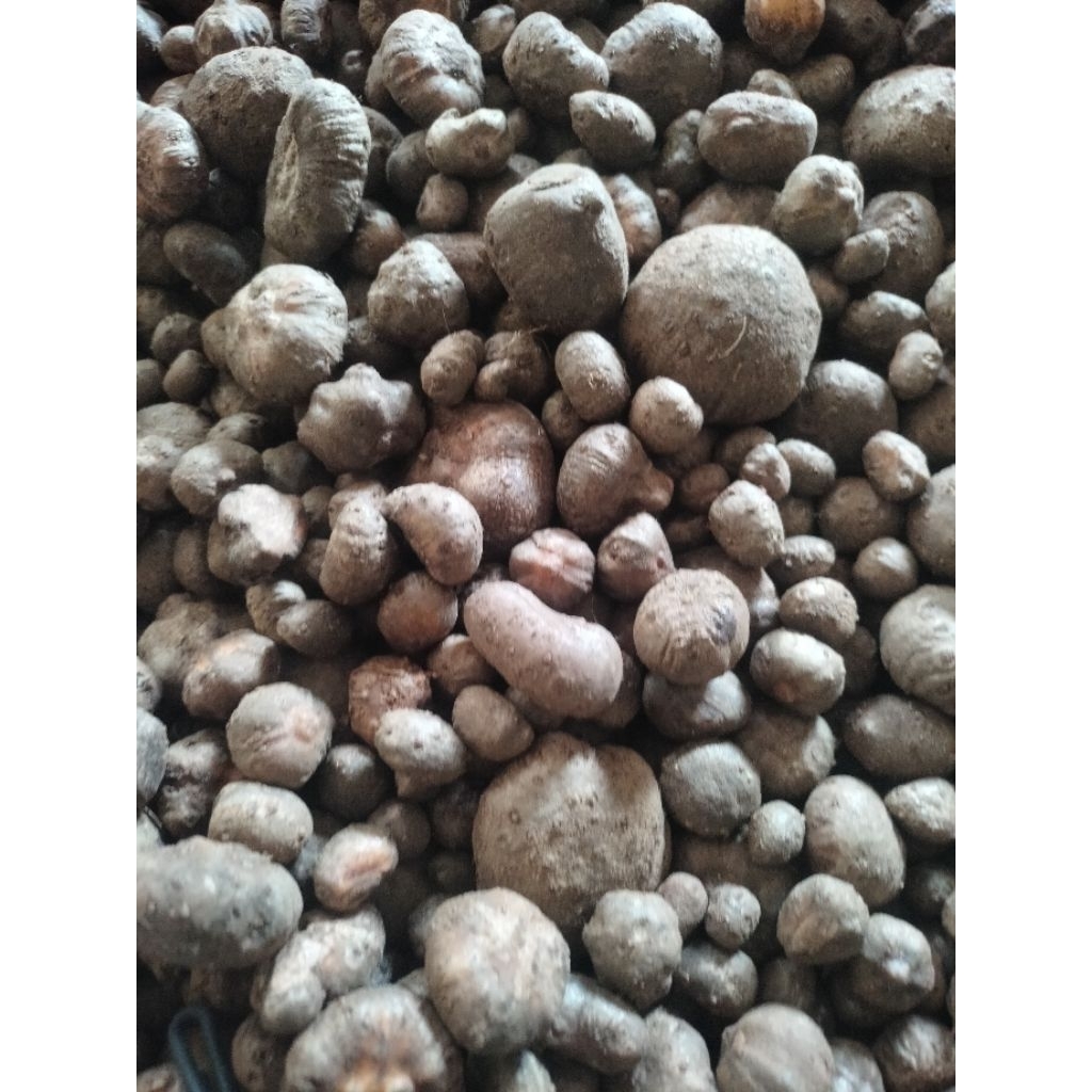 bibit Porang katak super 1kg isi 300-biji siap tanam