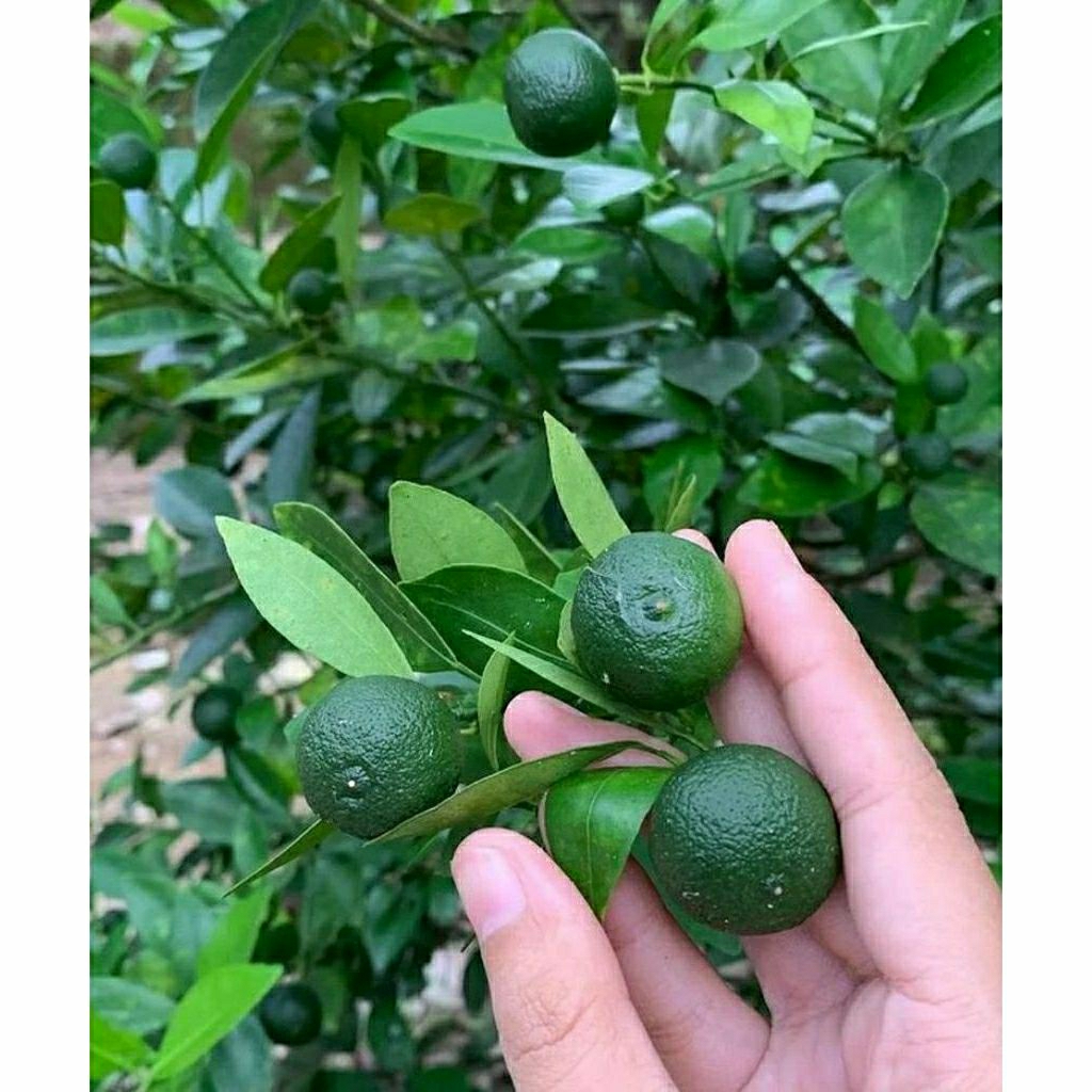 

jeruk limo 500g asli kampung