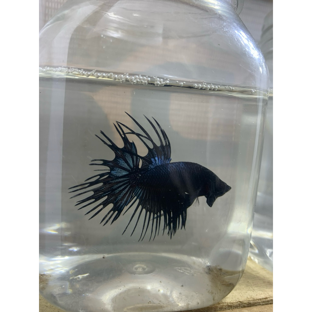 

plastik pcking Live 10k + packing 2,5k