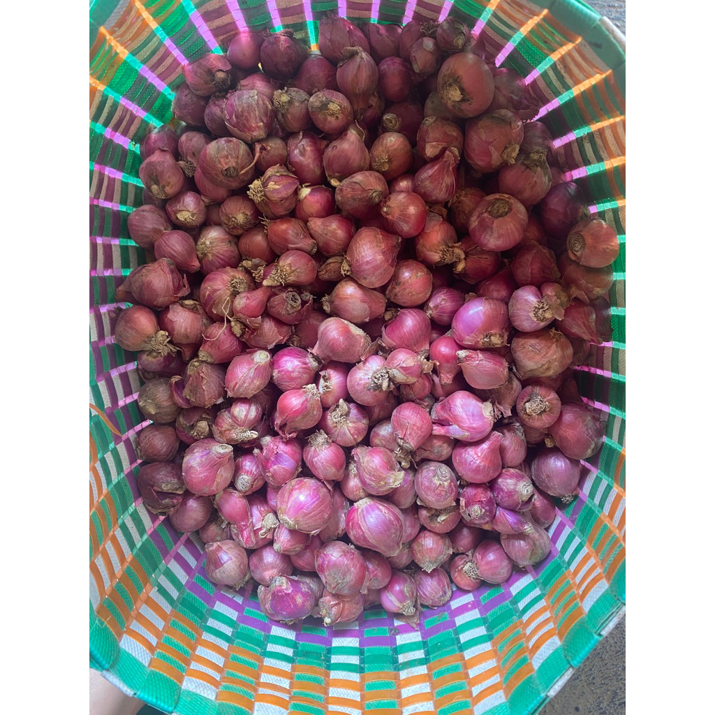 

brambang gunung merah