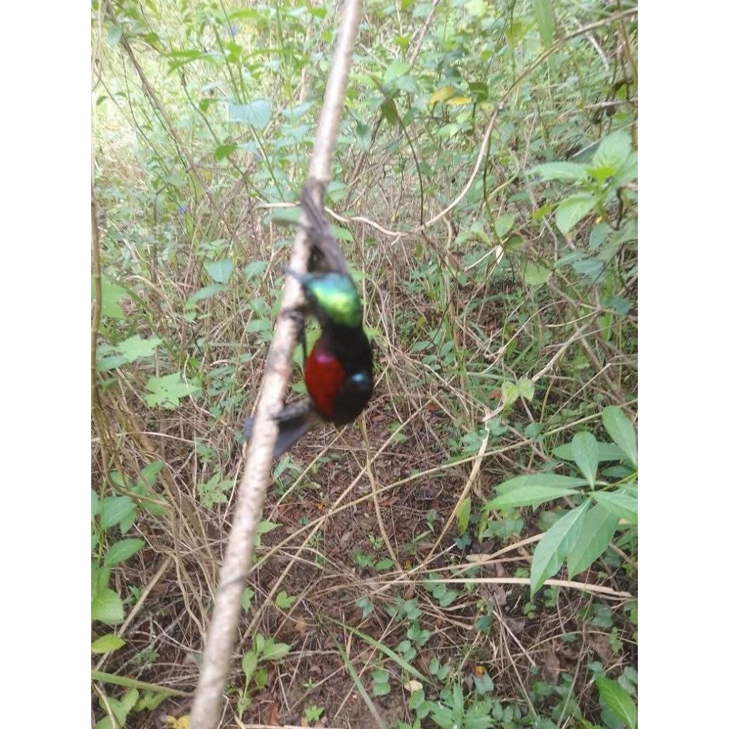 Getah Pulut Burung Super Lengket No Bau Anti Lalat Berkualitas 1 Ons
