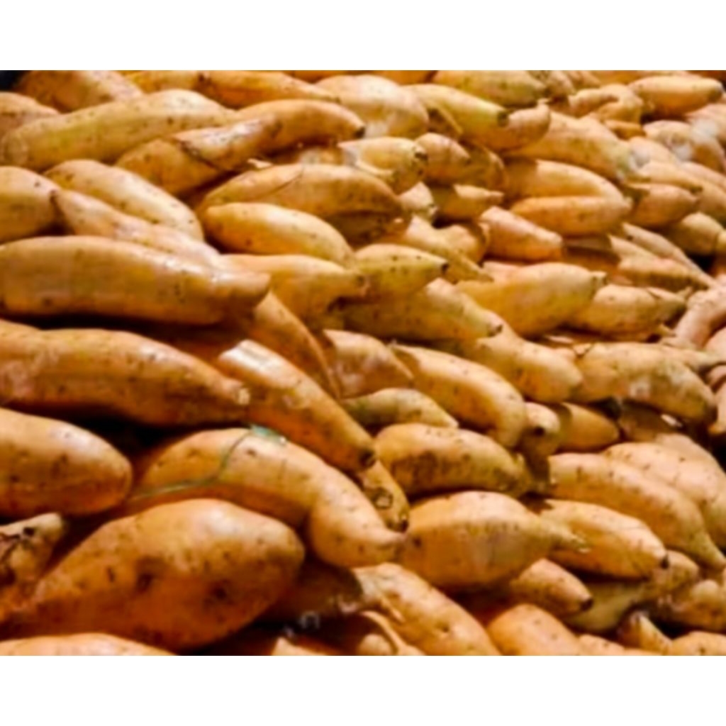 

Bibit Ubi cilembu Madu 100% manis