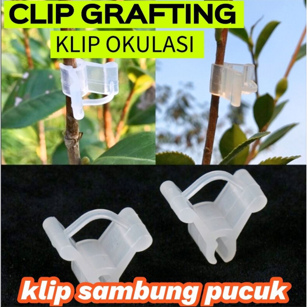 CLIP GRAFTING KLIP OKULASI SAMBUNG PUCUK