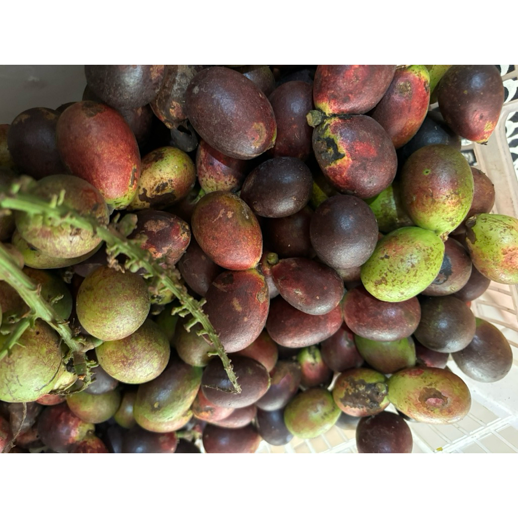 

PROMO 1KG BUAH MATOA FRESH PETIK