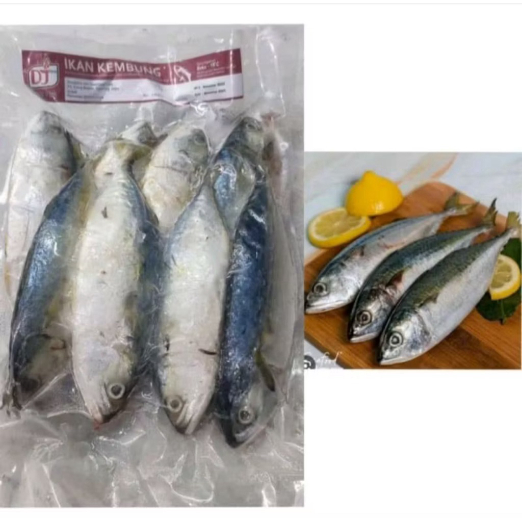 

IKAN KEMBUNG DJ / IKAN KEMBUNG +- 1 KG