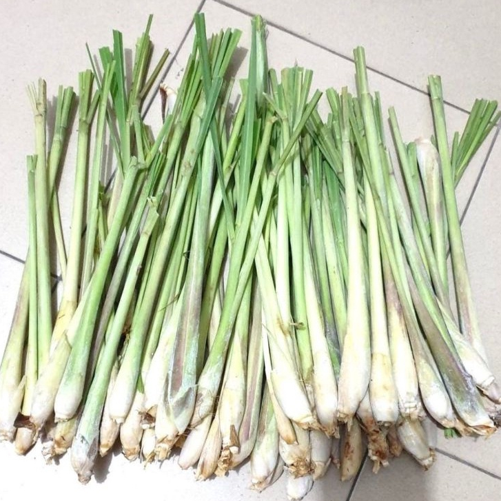 

Promo 5 batang Sereh / Serai Bumbu Masak Rempah / herbal Segar Penyedap Masakan
