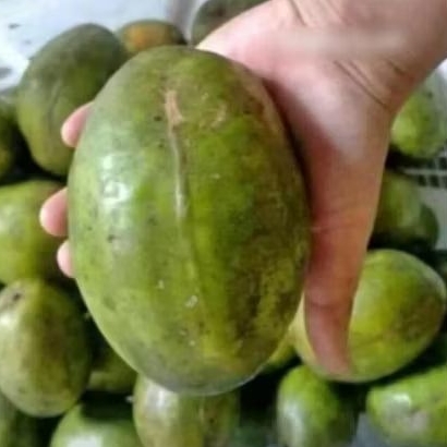 

Kedondong 1 Kg / Buah Dondong