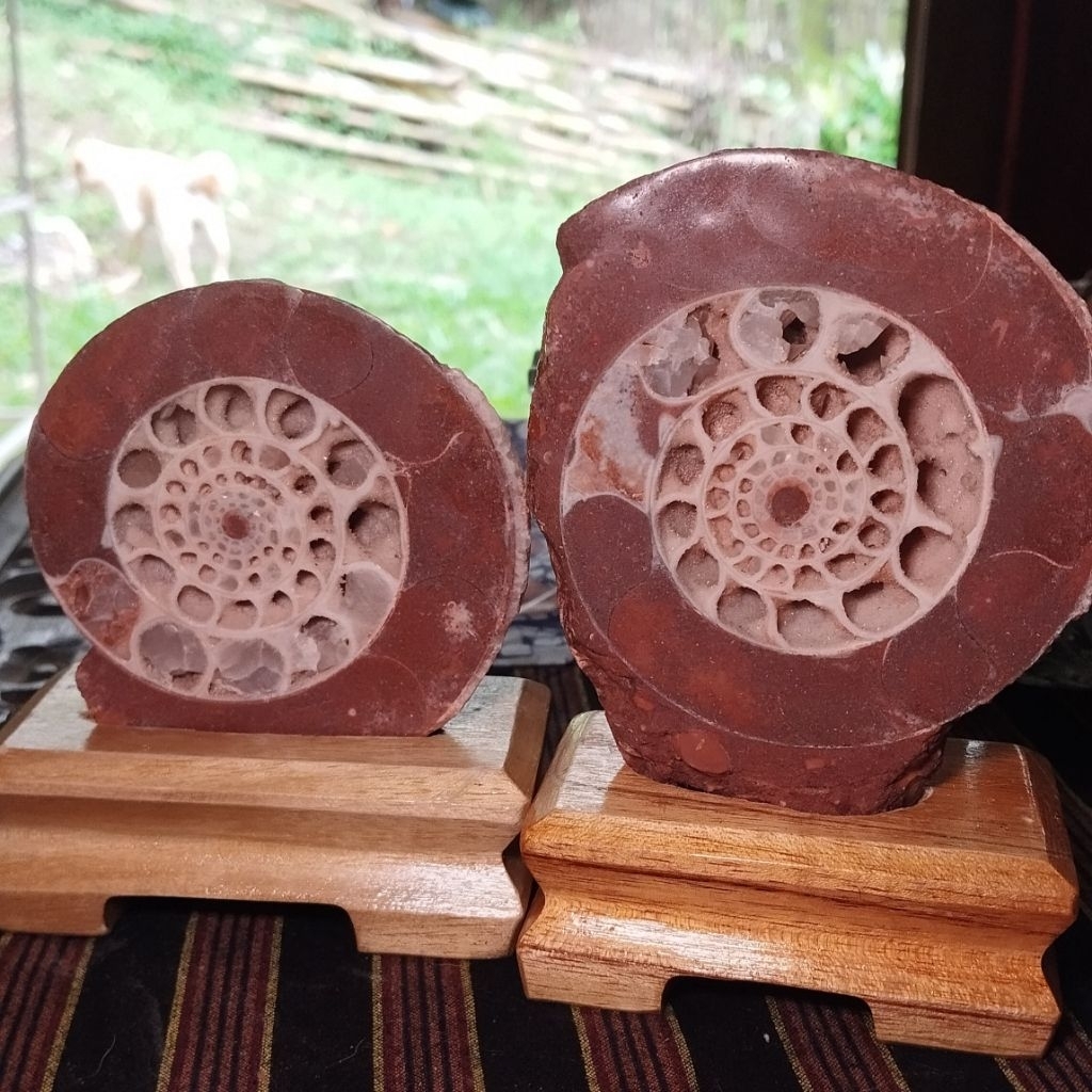 Fossilized Ammonite Sepasang Termasuk Stand Kayu Keong Purba