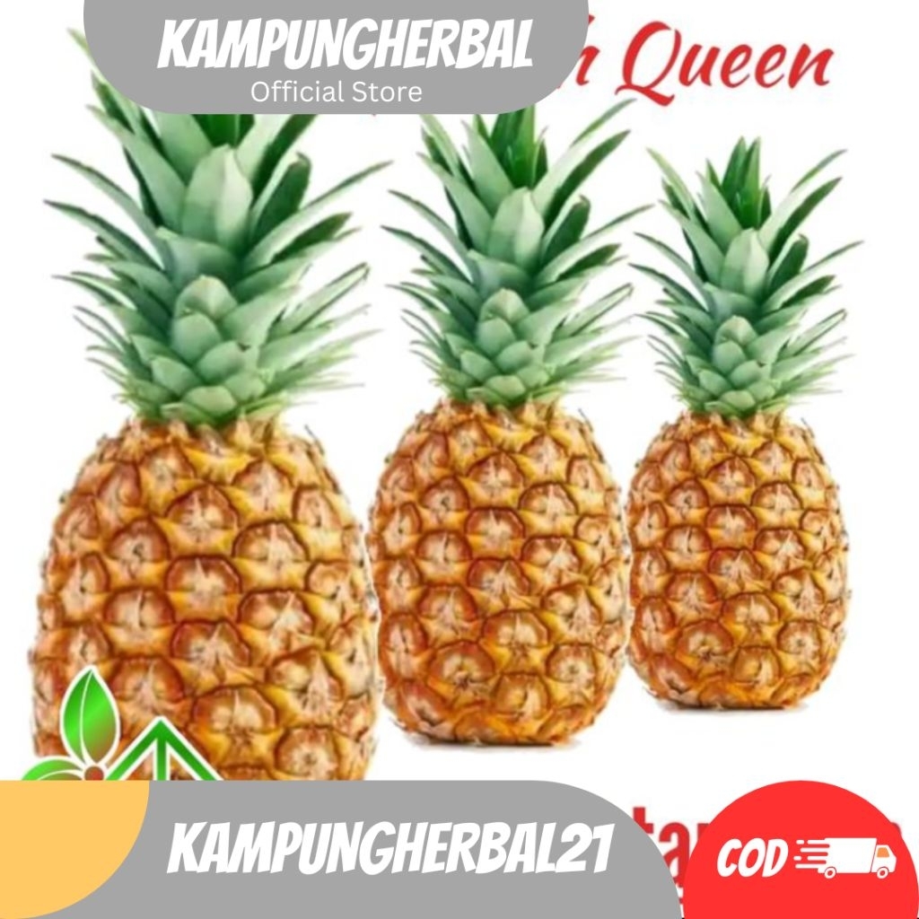 BIBIT NANAS MADU SUBANG, NANAS BAGONG MD JUMBO SIAP TANAM