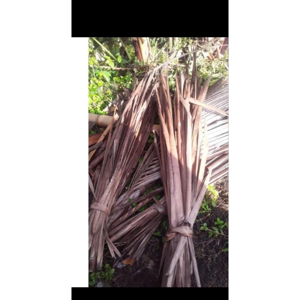 

Daun kelapa kering 500 gram