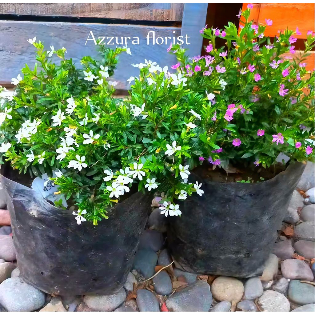 ( BISA COD ) Paket 2 PCs tanaman hias seribu bintang pink dan putih { Taiwan }