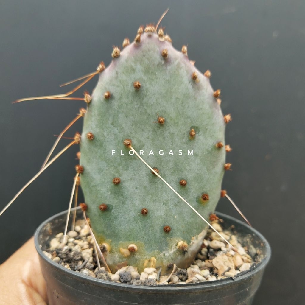 Opuntia Santa Rita