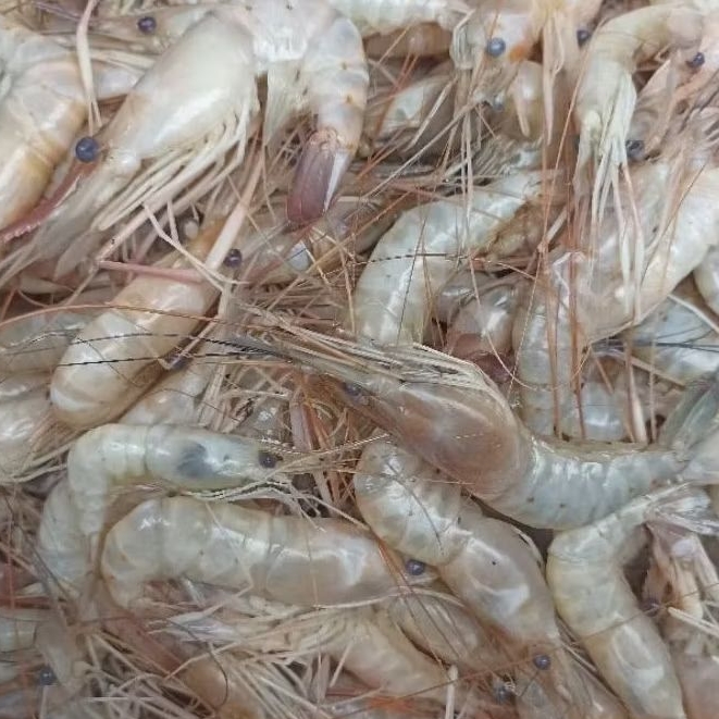 

Udang Besar Segar 250gr (Instant Jambi)