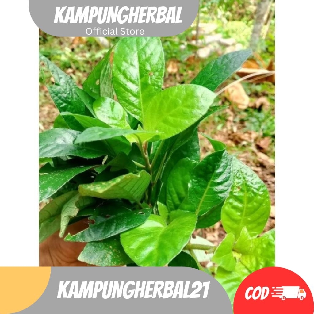 

Promo COD Daun Reundeu 500Gram Lalapan Khas Sunda Jawabarat Lalap Rende