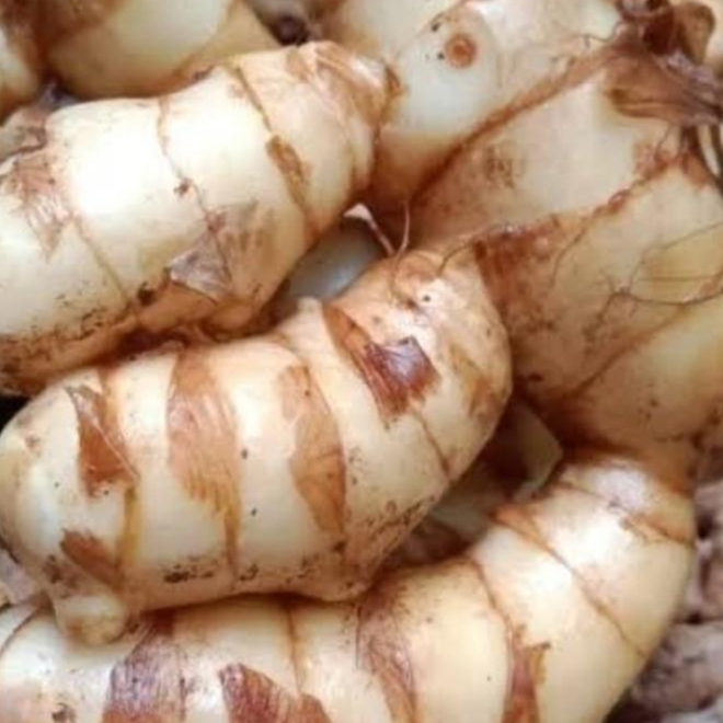 

KUNYIT PUTIH 1000 GRAM SEGAR / Kunyit Putih Segar