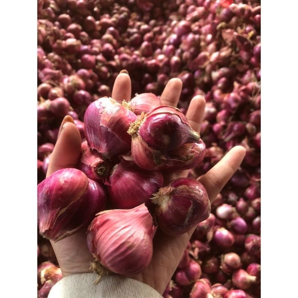 

bawang merah lokal lawu