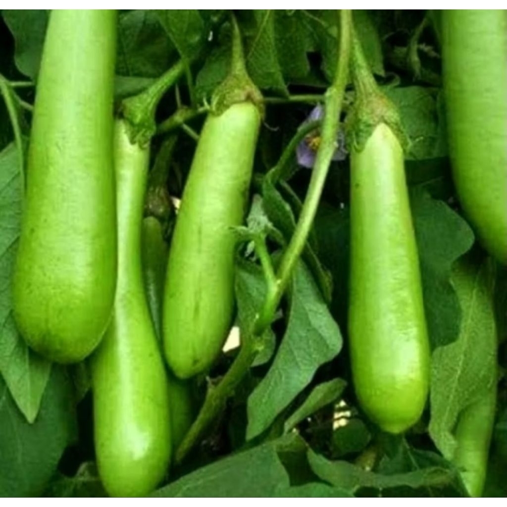 (47 BUTIR) BENIH TERONG HIJAU LOKAL SUPER UNGGUL BISA COD