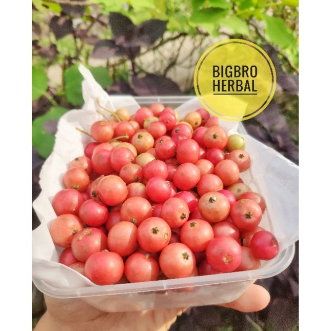 

Buah Kersen/Ceri/Kersem/Kerukup Siam Fresh 50 biji