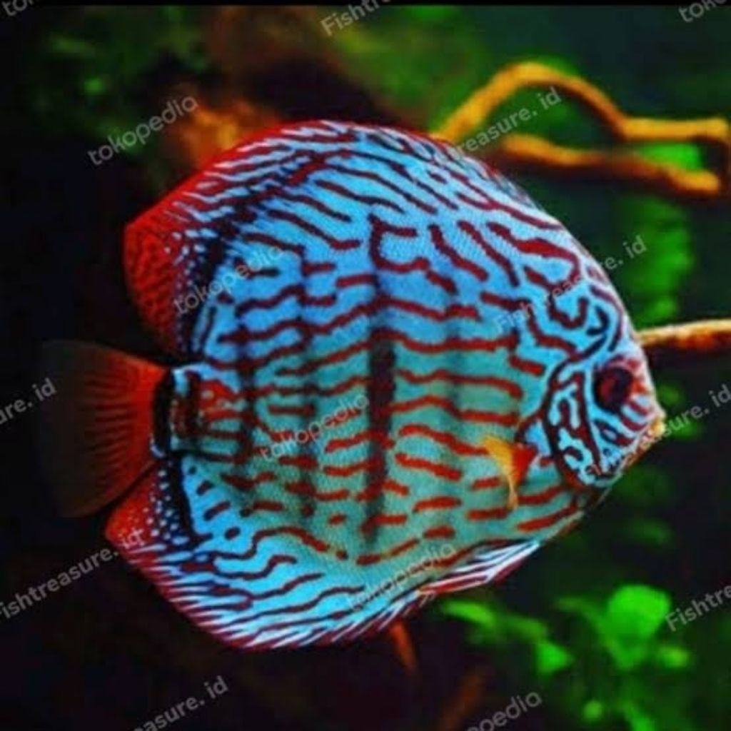 discus blue turquoise hiasan aquarium 1cm