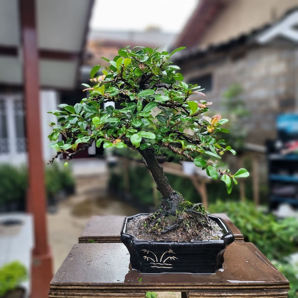 Bonsai tanaman Ohna spesial
