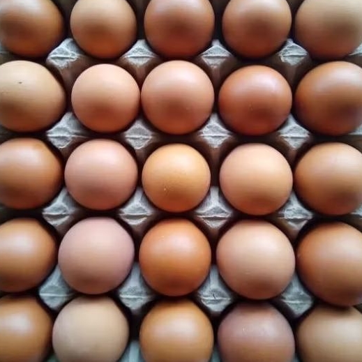 

TELUR AYAM / TELUR LOKAL / 1 KG