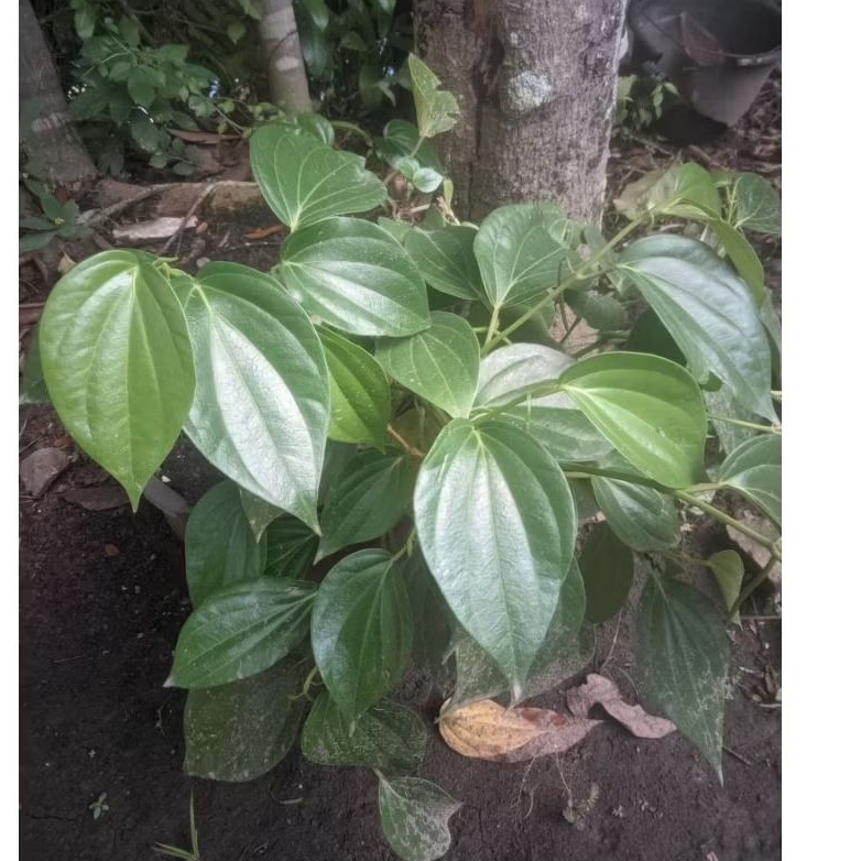 

daun suruh 50 lembar