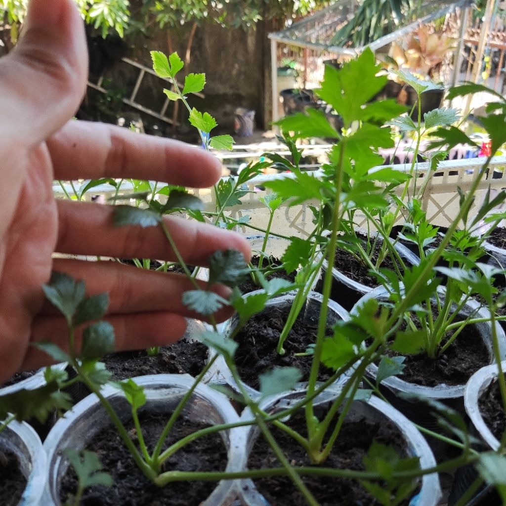 Daun Seledri Tanaman Daun Seledri Daun Sop Sup Bibit Daun Seledri