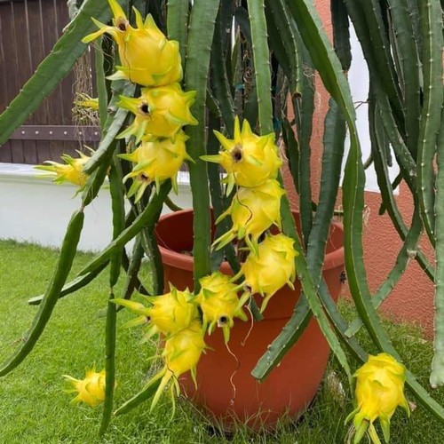 biji/benih/bibit buah naga kuning (10 biji)
