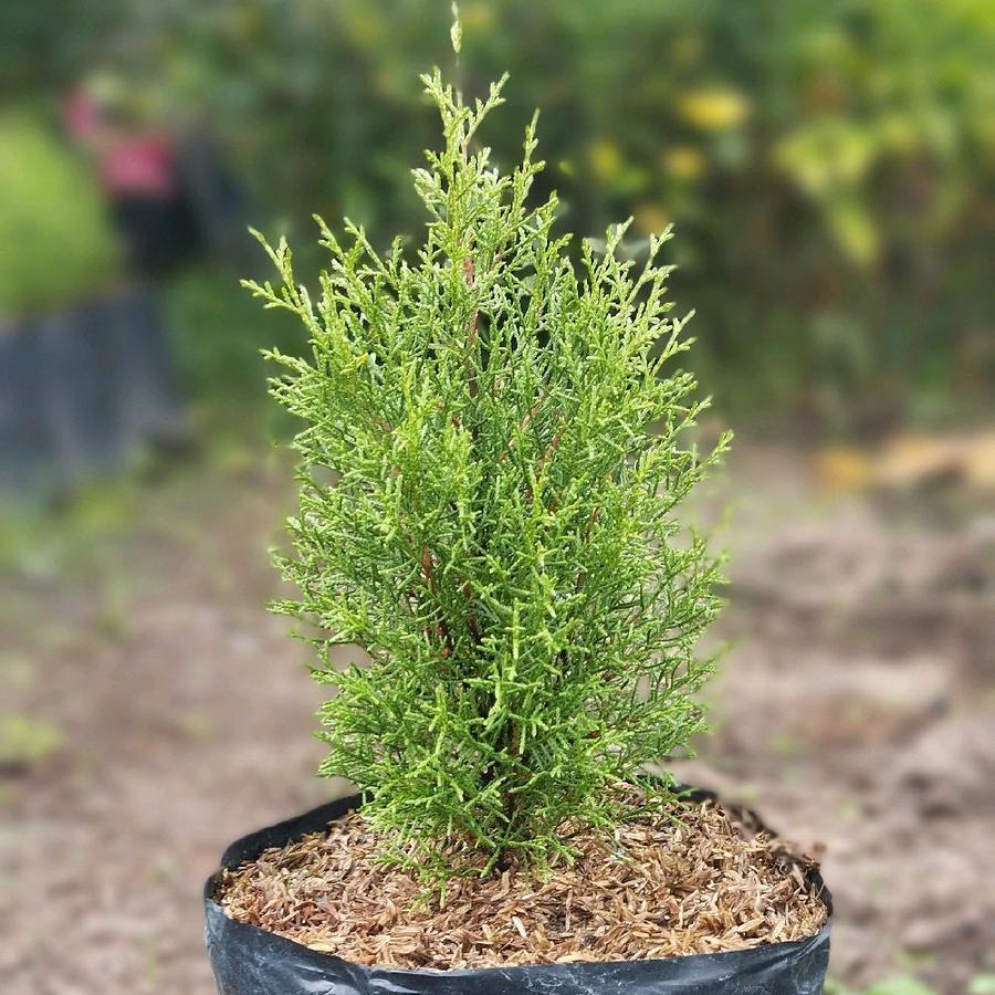 tanaman pohon cemara rentes/cemara wangi/pohon cemara