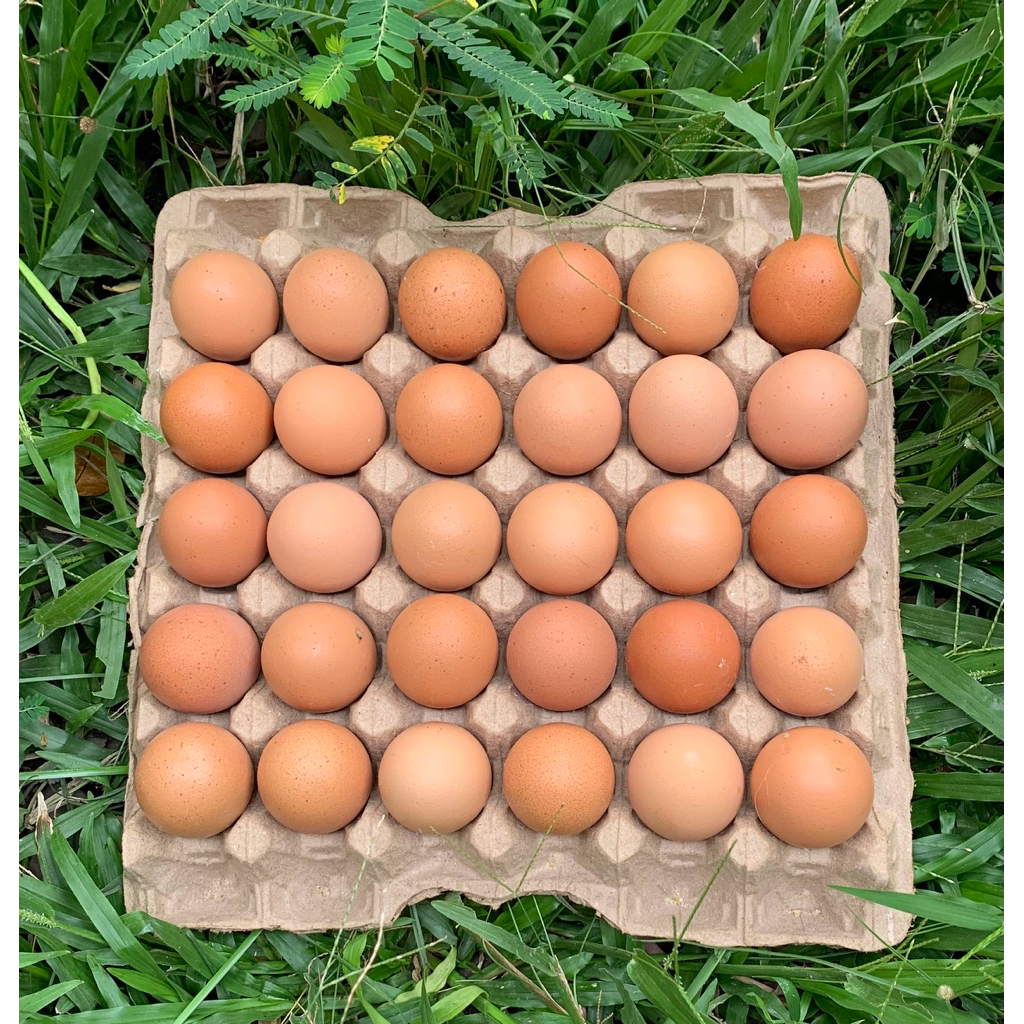 

Telur Ayam 16kg/17kg/18kg/19kg/20kg