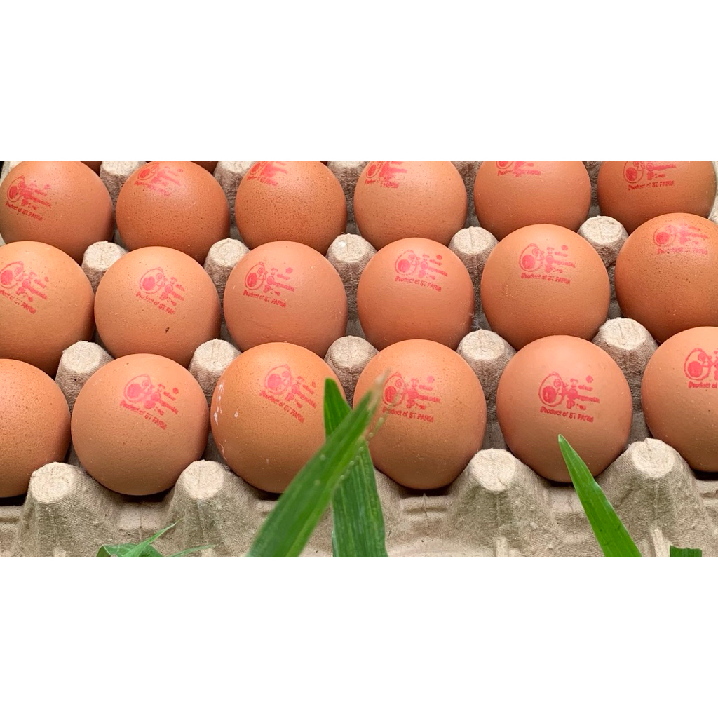 

Telur OMEGA / Telur TOP/ Telur Low Cholestrol 15 Butir