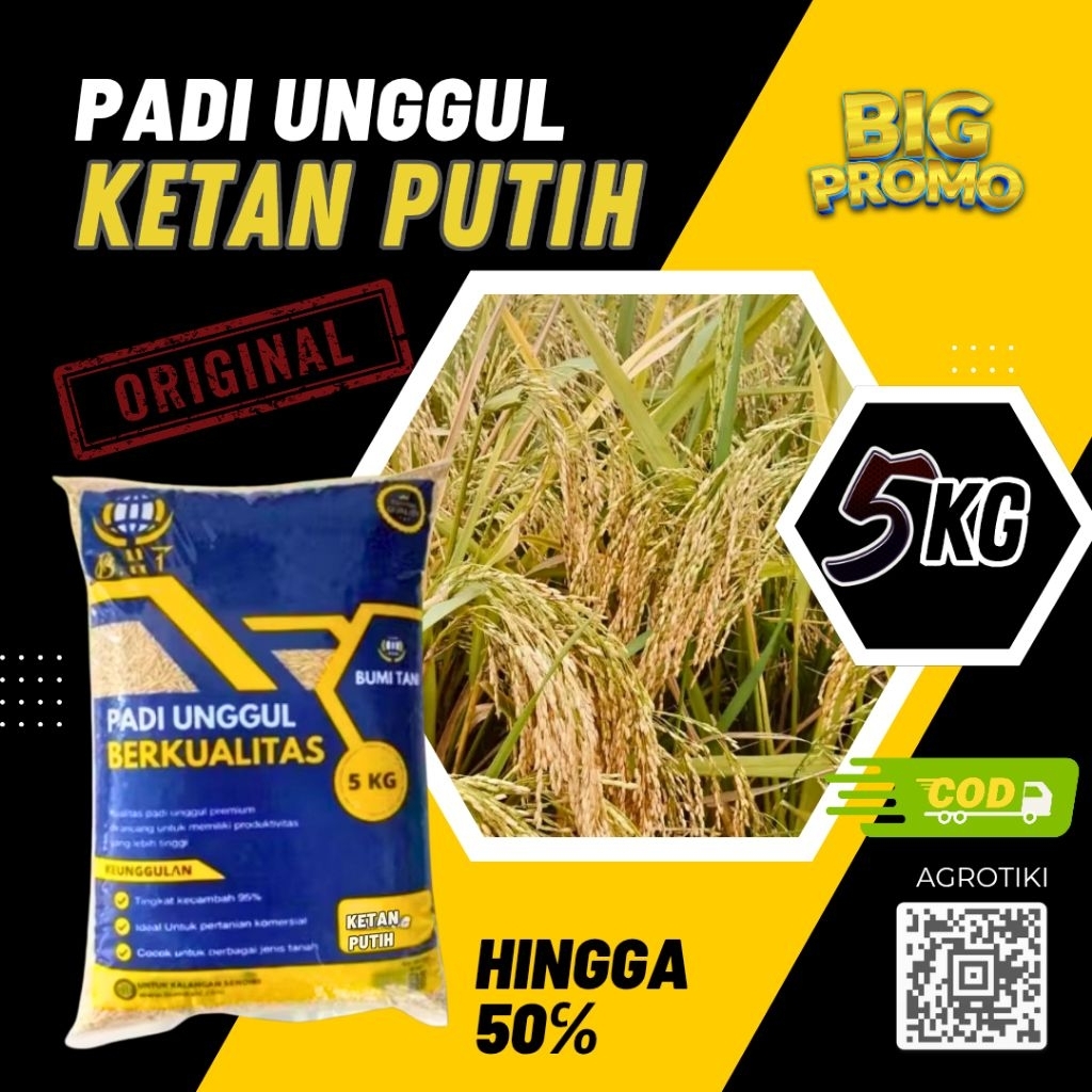 PADI UNGGUL KETAN PUTIH BIBIT UNGGUL KEMASAN 5KG