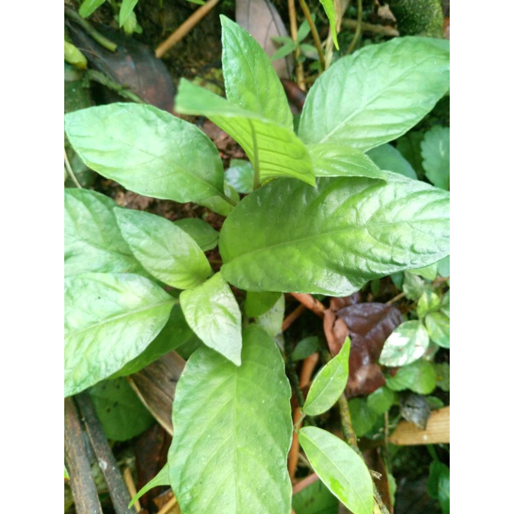 

lalapan seger herbal daun rende/1 ikat