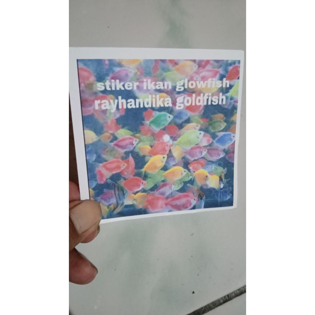 ikan glowfish 40