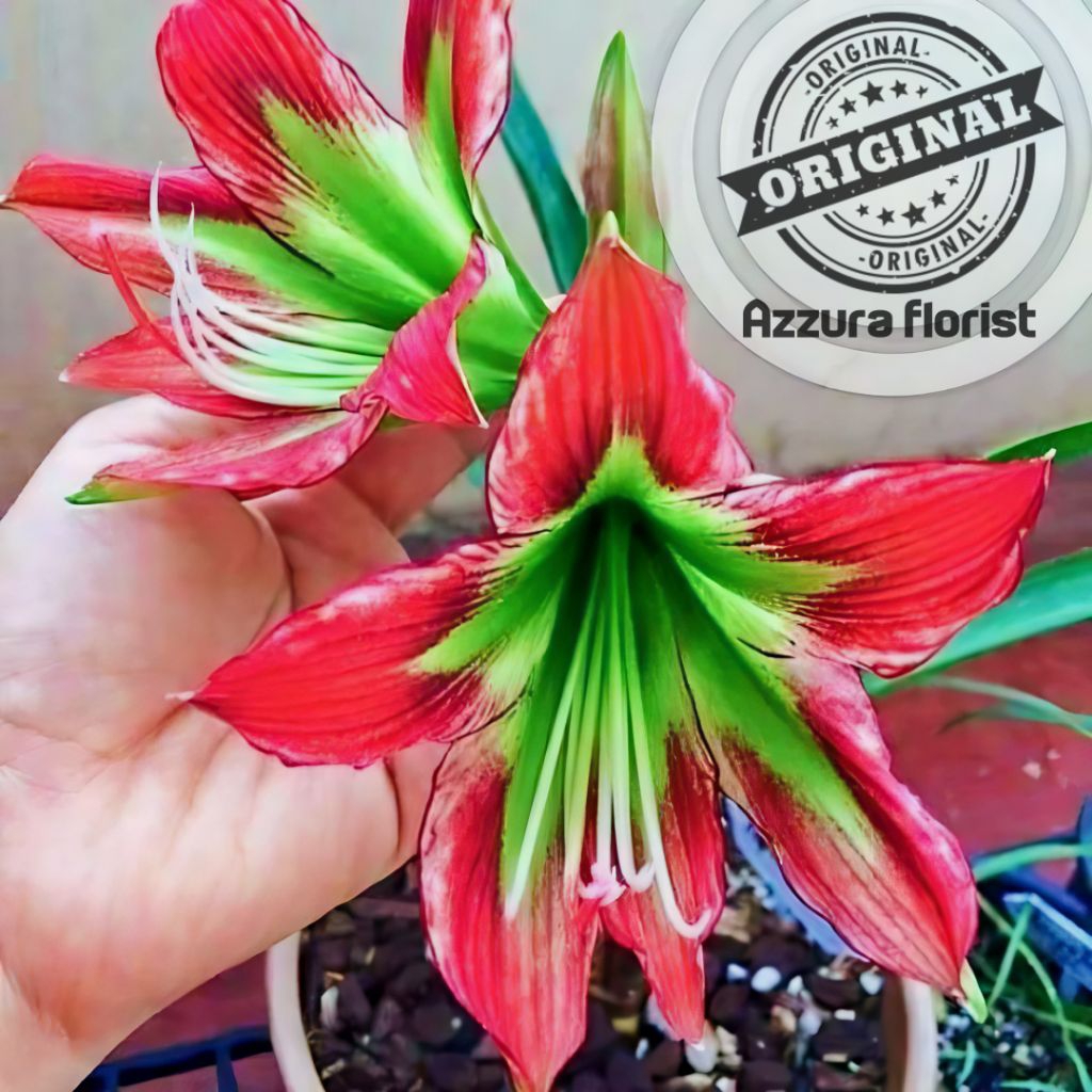 ( Bisa cod ) Tanaman hias Bakung amarilis bunga merah hijau siap tanam