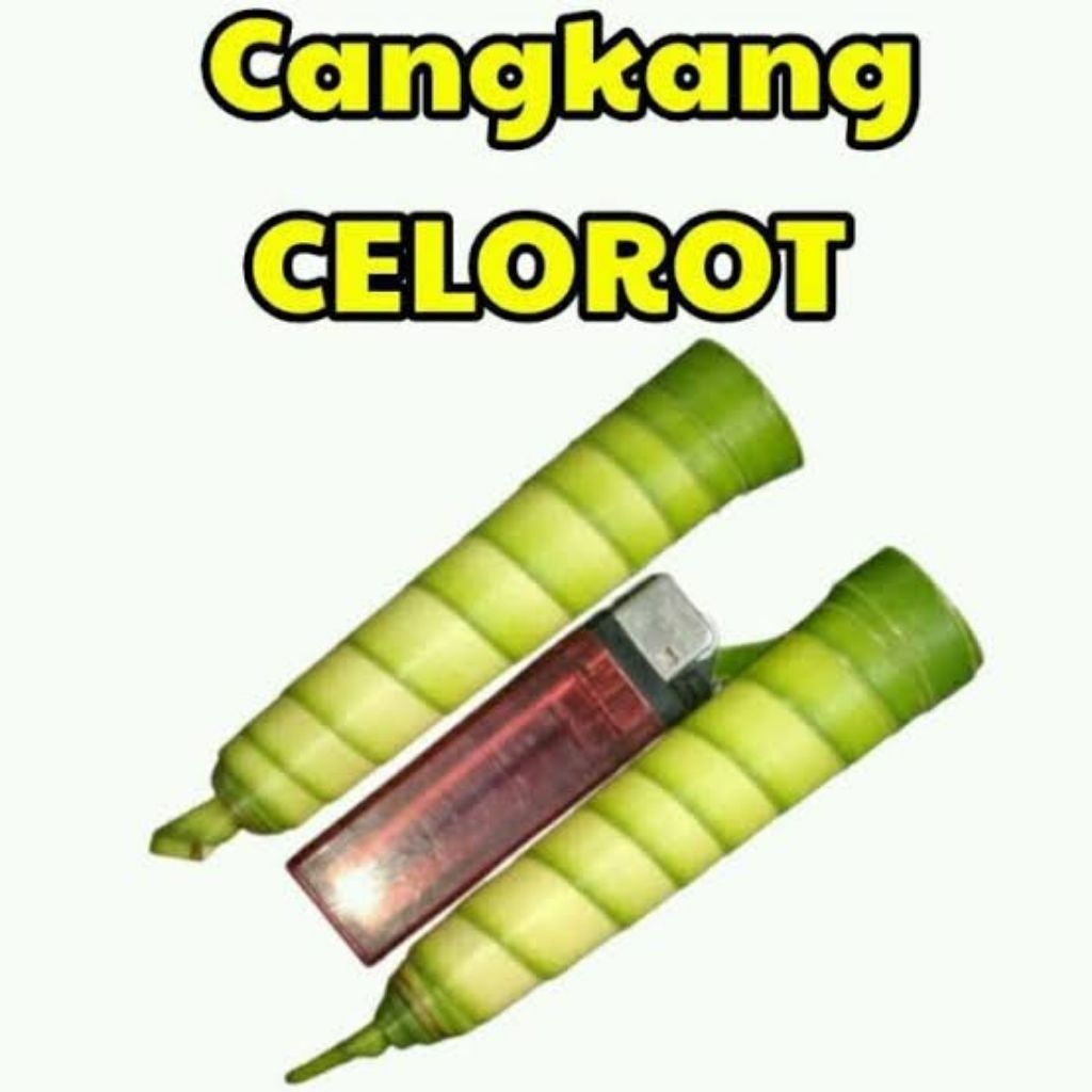 

celorot, 10 pcs cangkang celorot