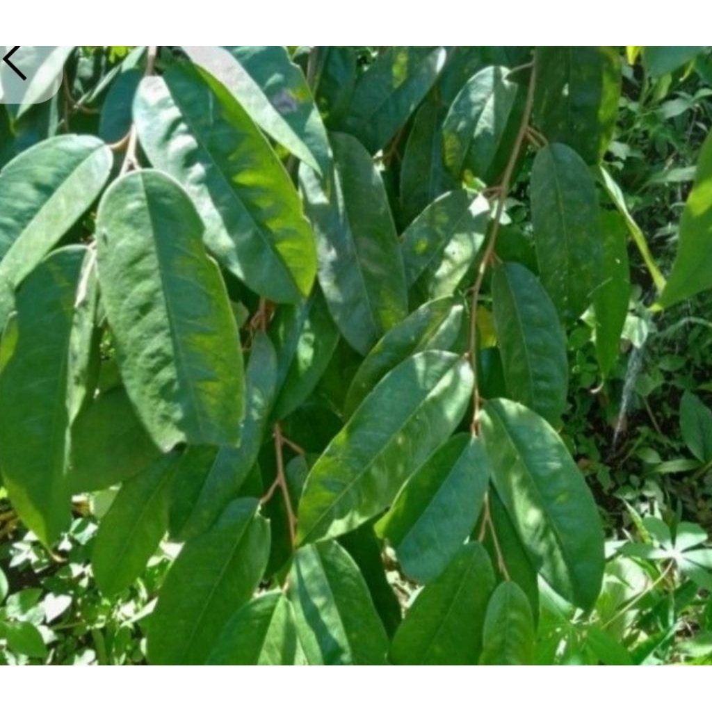 

daun durian segar 500gram dipetik saat mau kemas
