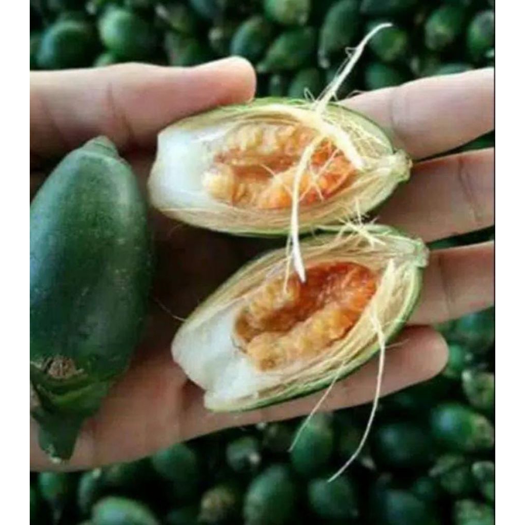 

buah pinang muda obat rempah tradisional 100.gram