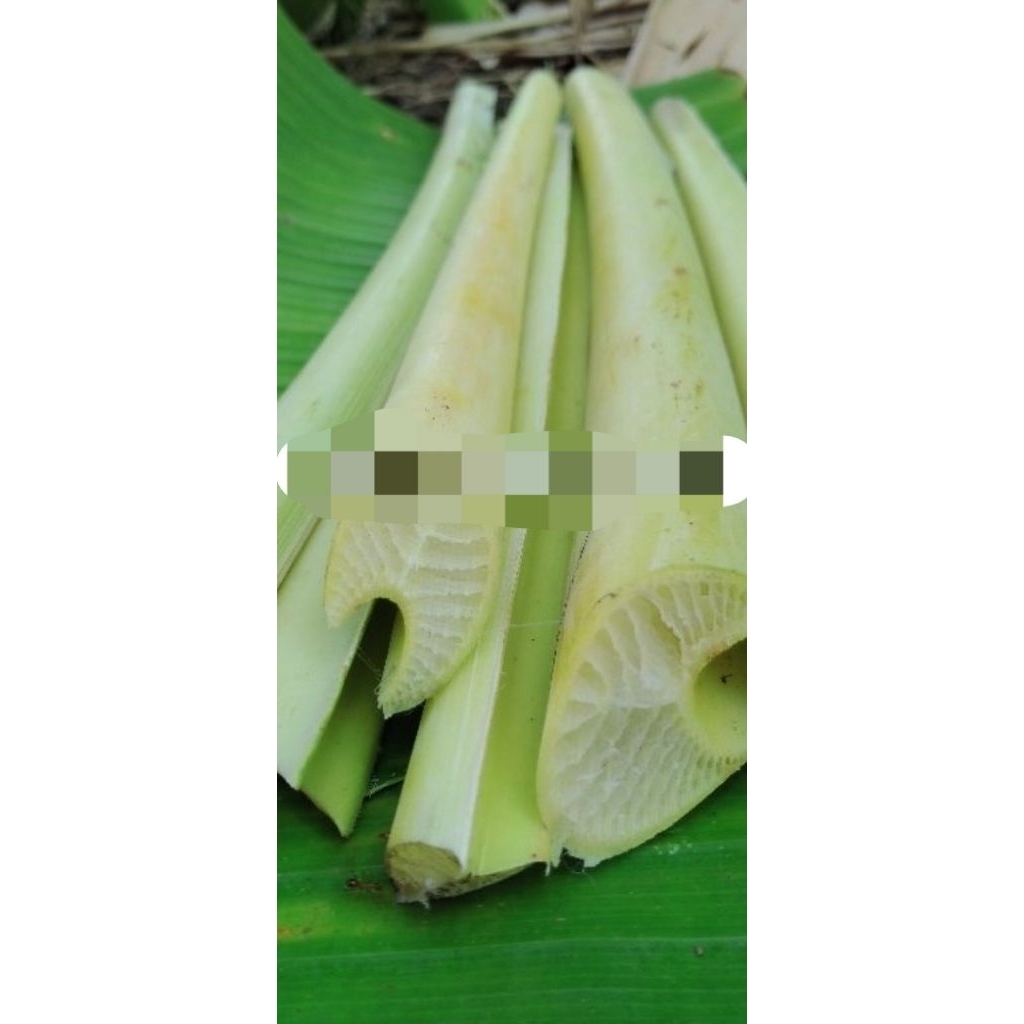 

Tulang daun pisang asli organik panjang 30 cm siap pakai