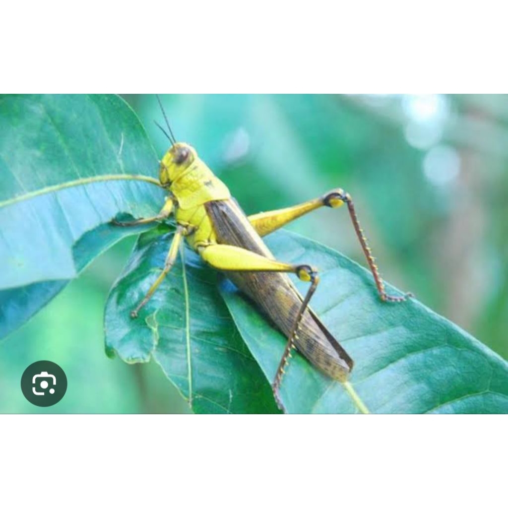 mainan belalang kayu hidup