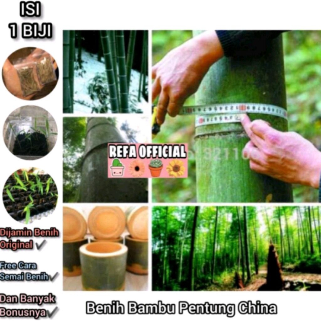 Biji Benih Tanaman Bambu Raksasa Hijau F1 Import / Benih Bambu / Biji Bambu / Bambu Raksasa / Kostum