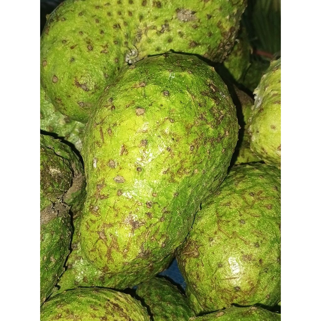 

sirsak