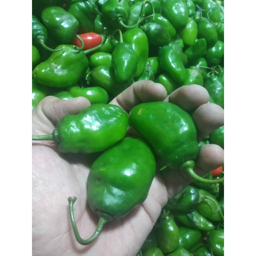 

Cabe gendot segar berkualitas