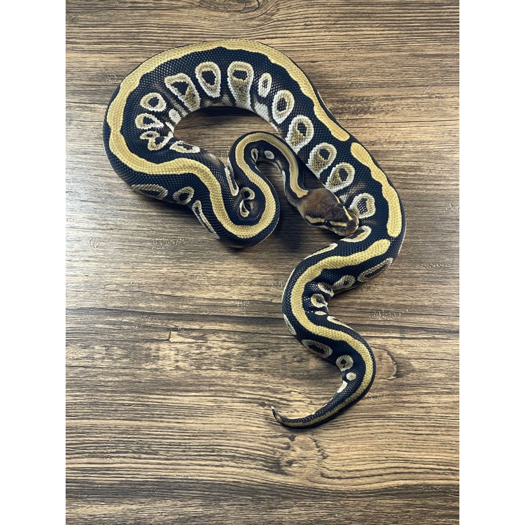 Ballpython Cypress Het Clown Female