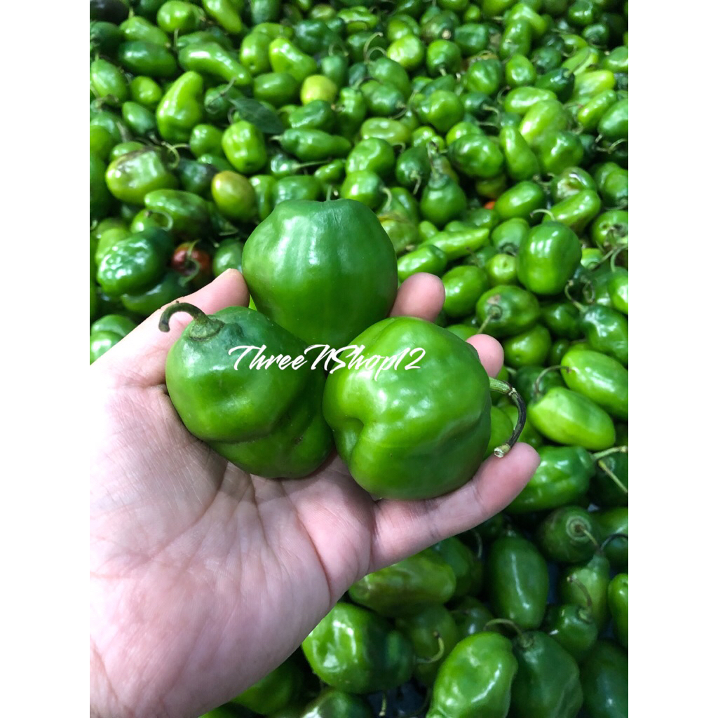 

CABE GENDOT 250gr SUPER PEDAS ASLI BANDUNG